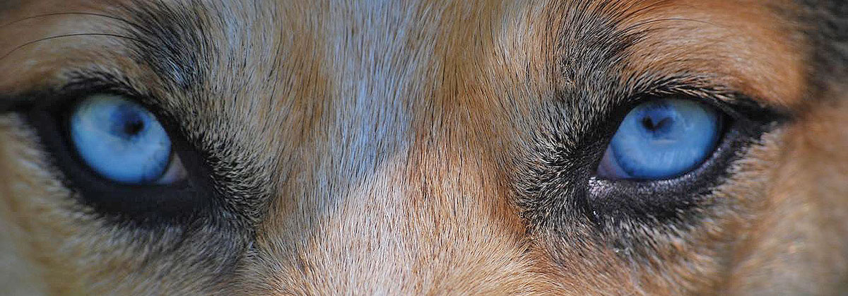 Das Auge eines Hundes