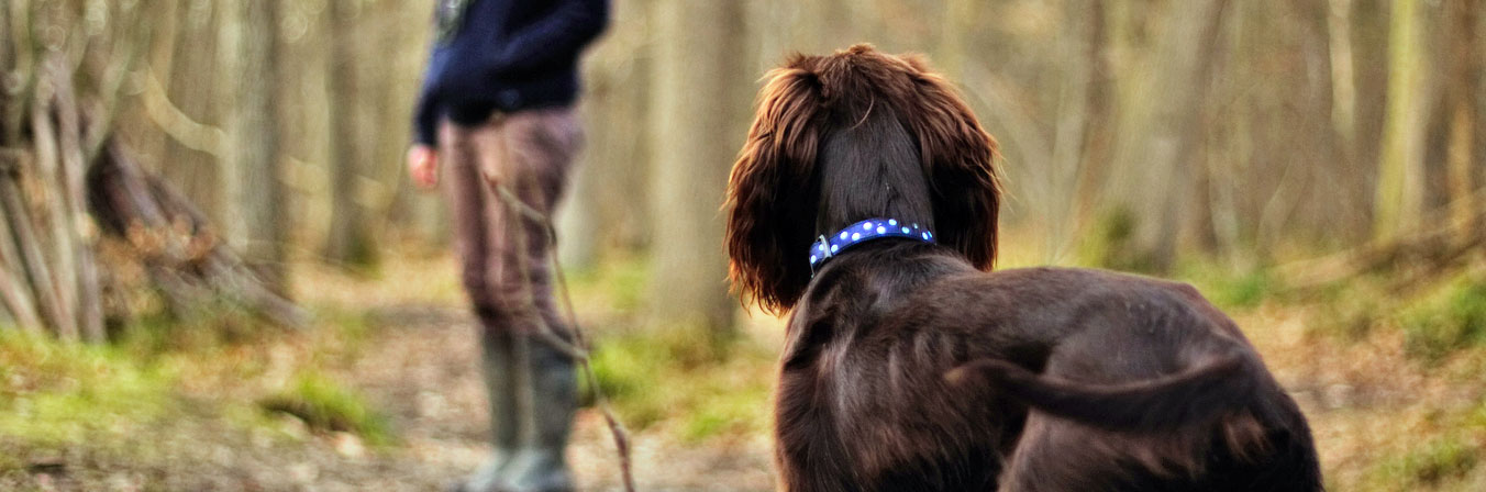 Hund im Erziehungskurs