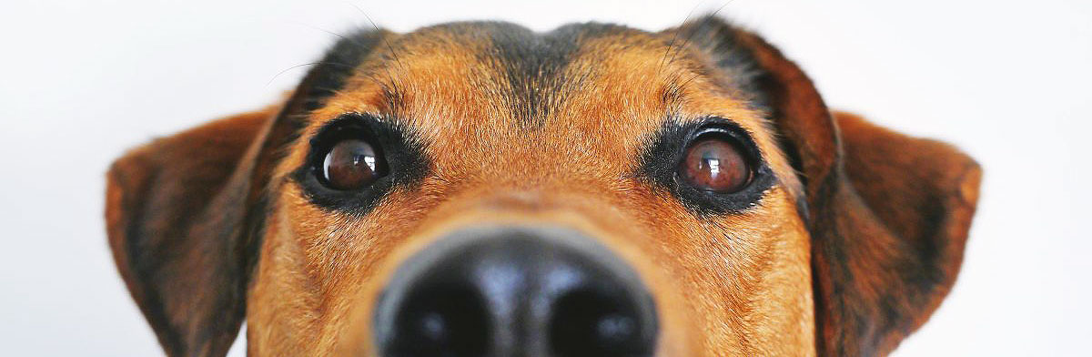 Hund und Mensch als sicheres Team