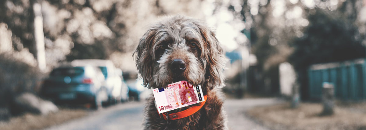 Hund mit Geldschein im Maul