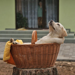 Hund im Alltag