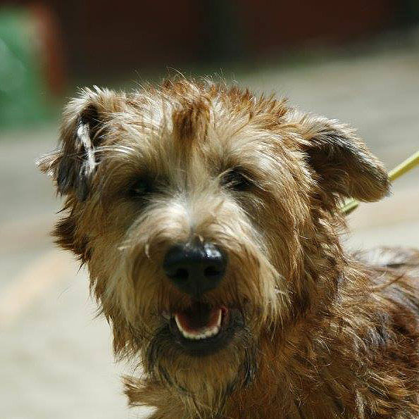 Hund schaut aufmerksam