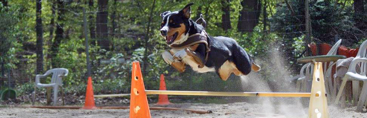 Hund im Besch&auml;ftigungskurs