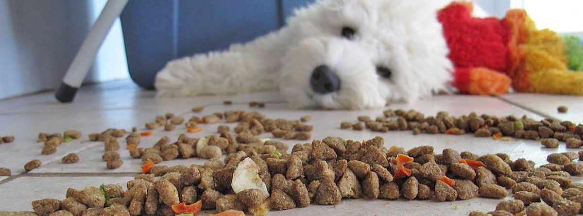 Hund neben Futternapf