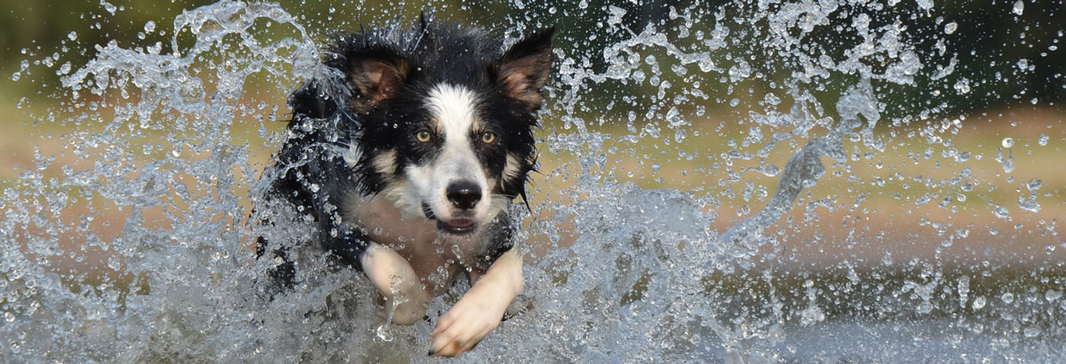 Hund l&auml;uft durch Wasser