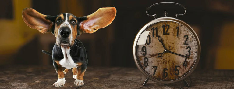 Hund und Zeit, haben Hunde eine Zeitgefühl, ein immer währende Frage